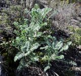 Astragalus macrocarpus subspecies lefkarensis. Цветущее растение. Республика Кипр, окр. с. Като Левкара (Κάτω Λευκάρα), ≈ 600 м н.у.м., фригана на склоне холма. 17.03.2019.