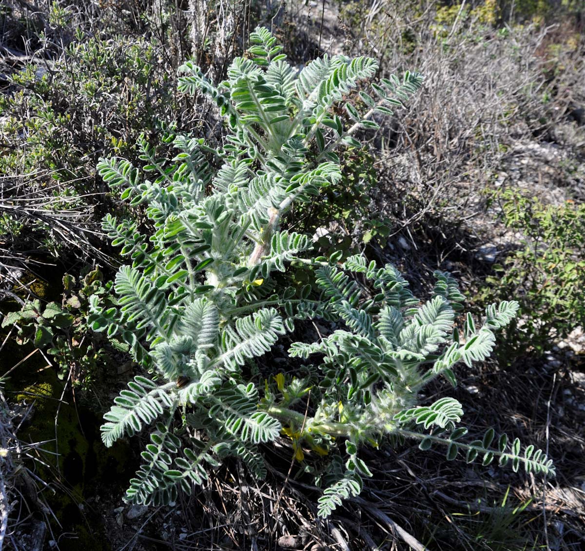 Изображение особи Astragalus macrocarpus ssp. lefkarensis.