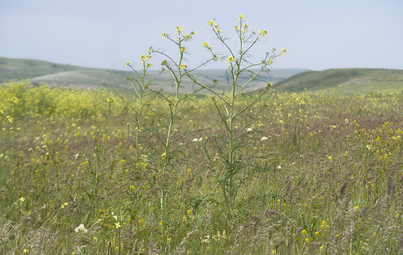 Изображение особи Sisymbrium altissimum.