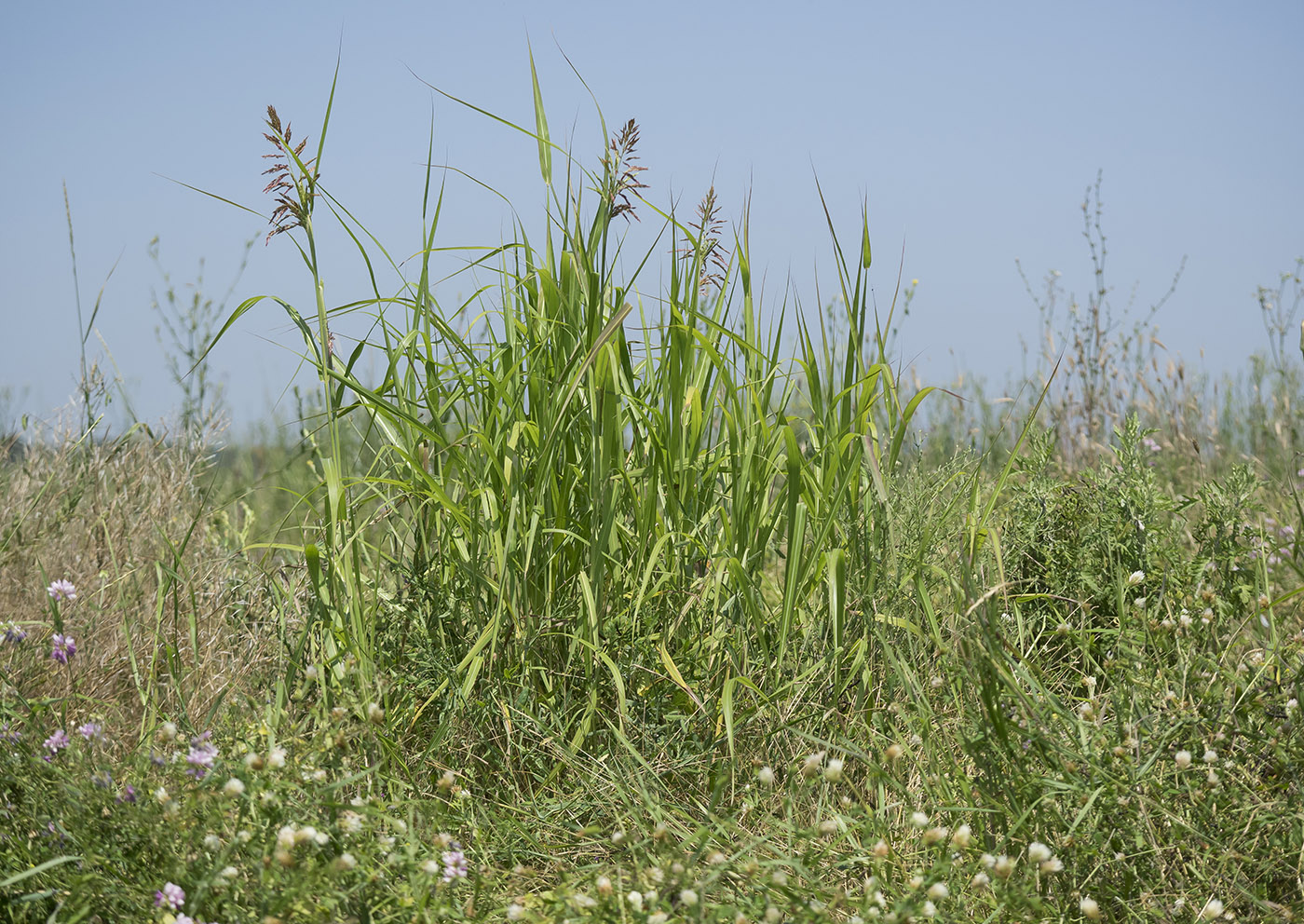 Image of Sorghum halepense specimen.