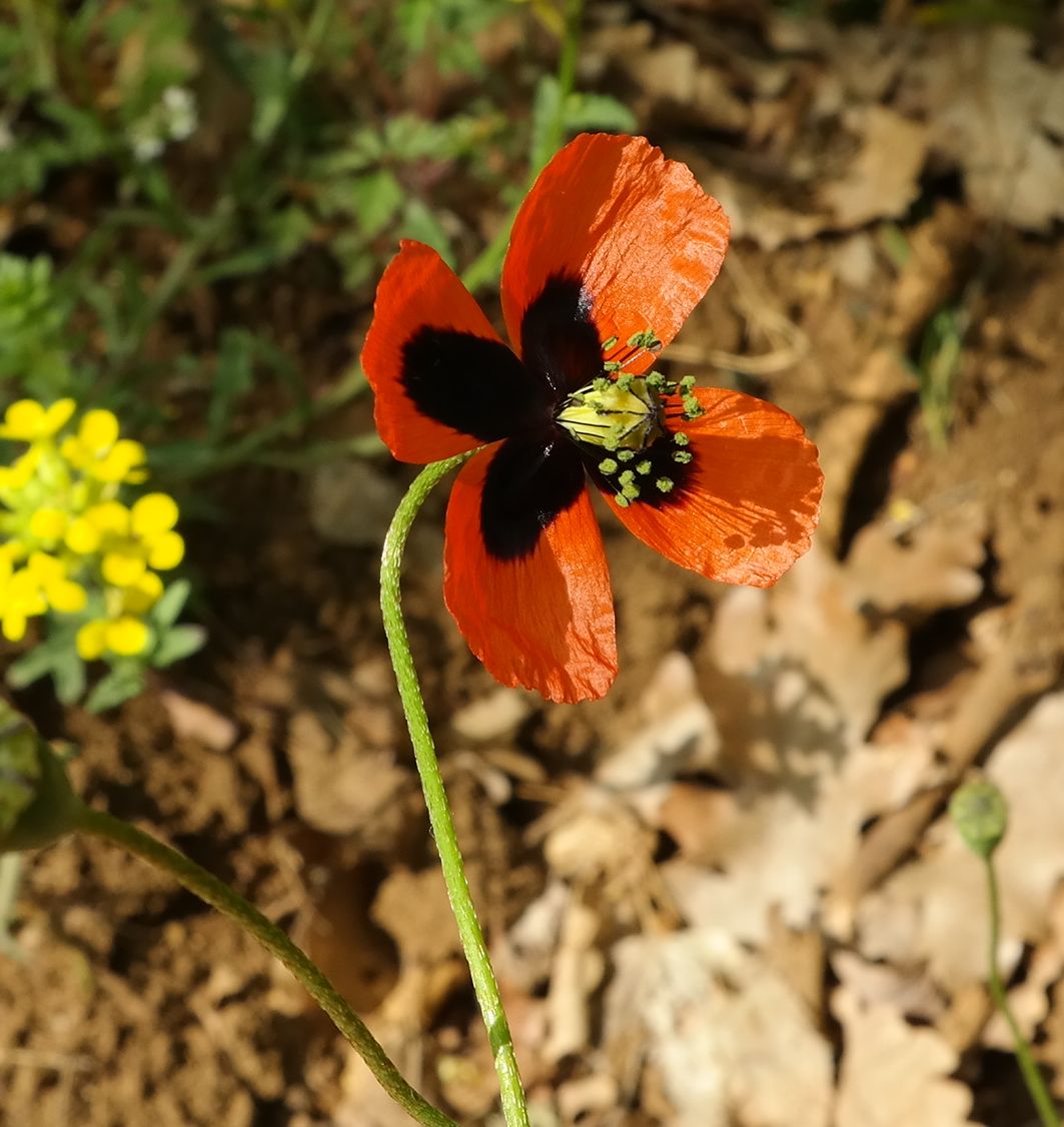 Изображение особи Papaver stevenianum.