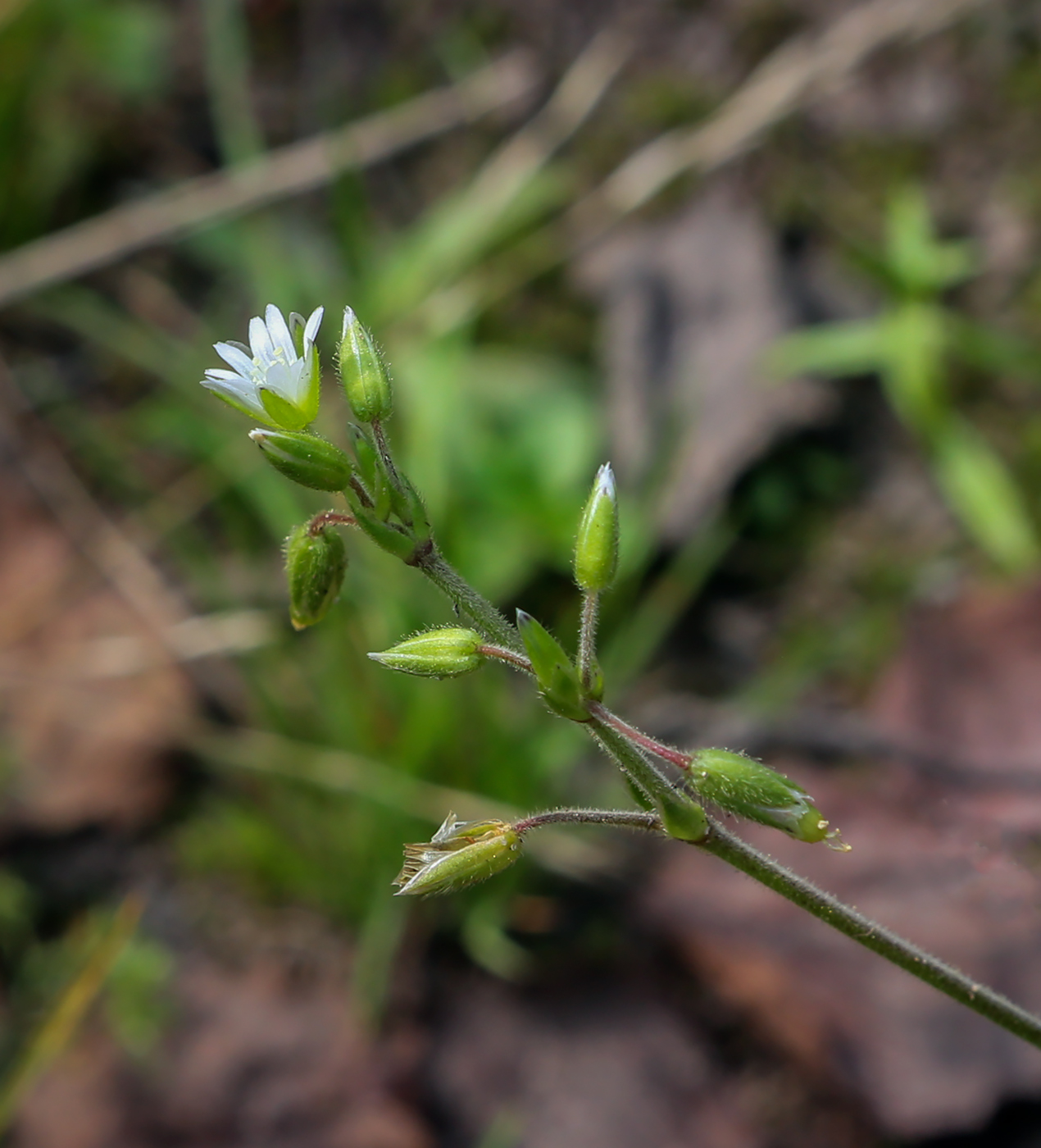 Image of Cerastium holosteoides specimen.