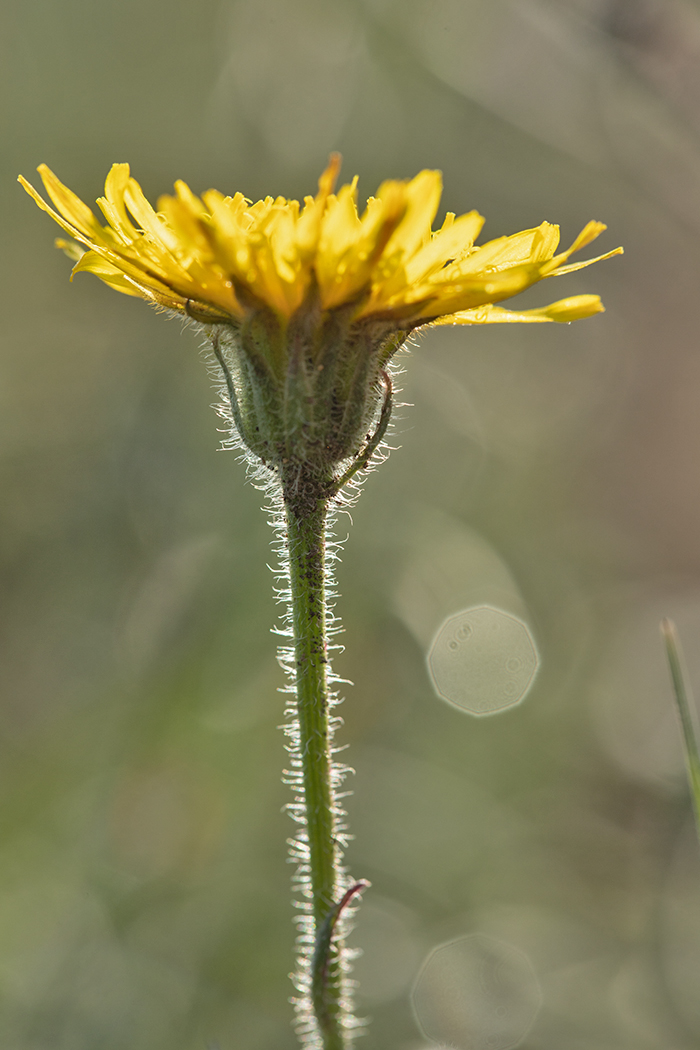 Image of Crepis rhoeadifolia specimen.