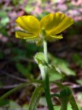 Ranunculus subborealis. Верхушка цветущего растения (вид со стороны чашечки). Свердловская обл., окр. г. Североуральск, елово-лиственнично-сосновый лес. 09.06.2015.