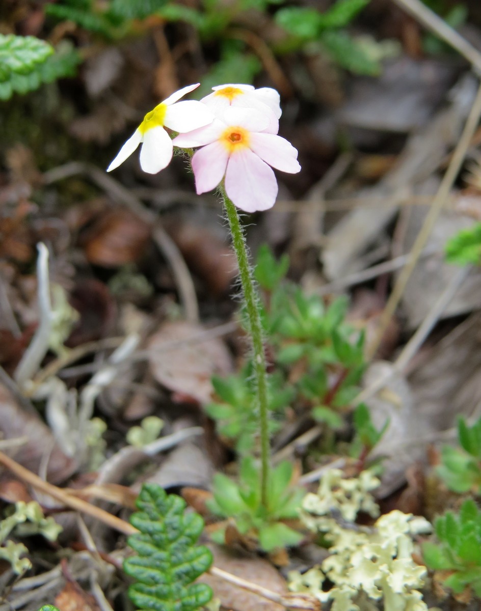 Image of Androsace arctisibirica specimen.