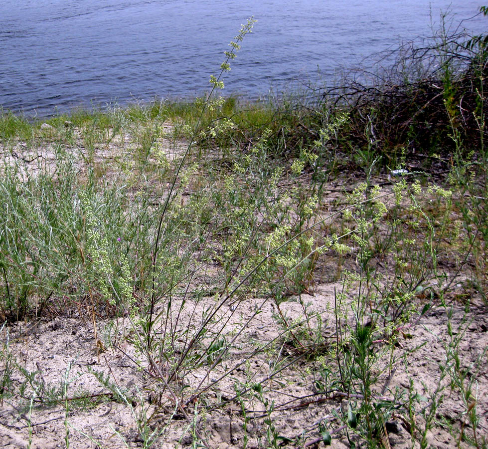 Image of Silene eugeniae specimen.