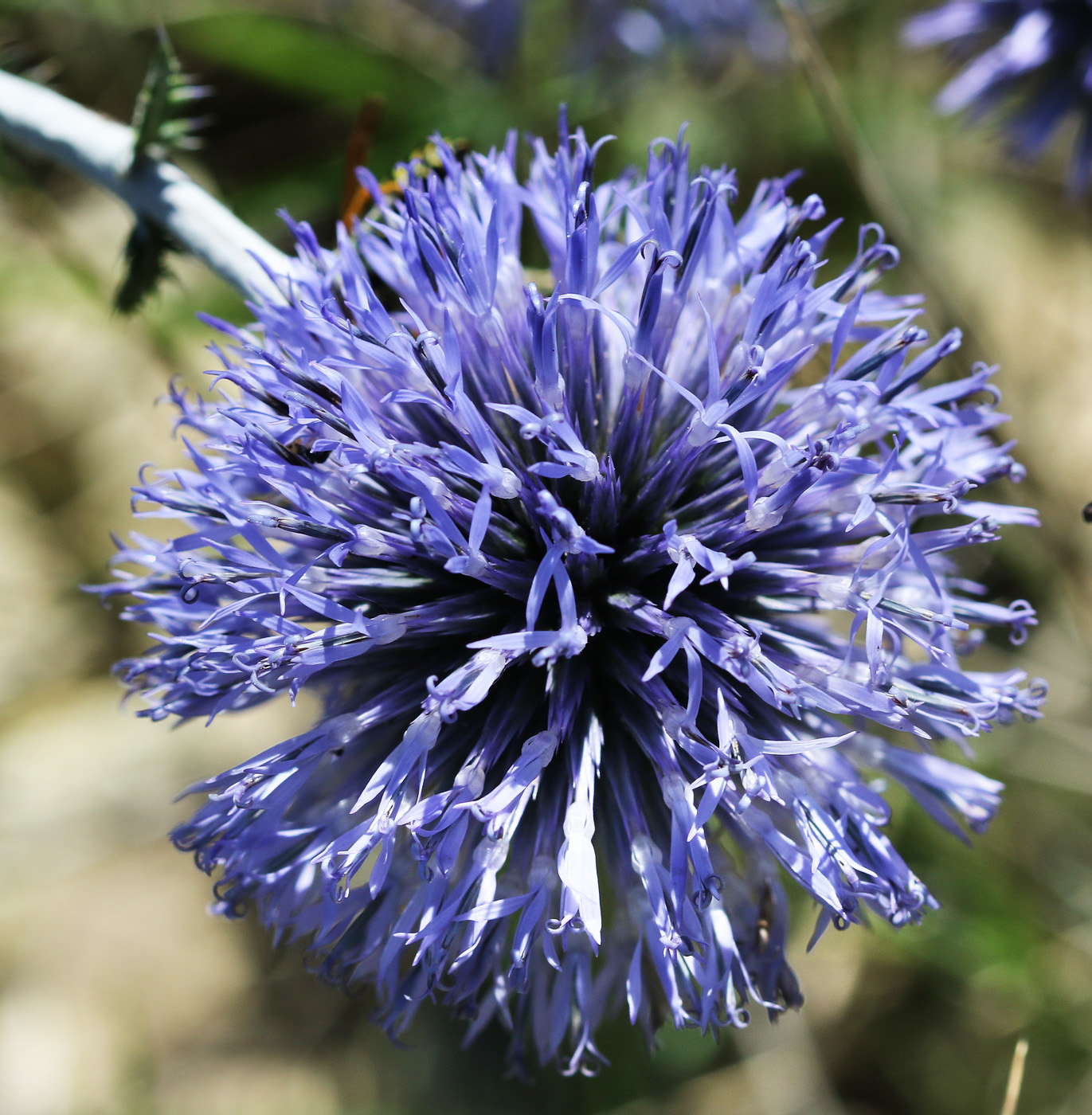 Image of Echinops ruthenicus specimen.