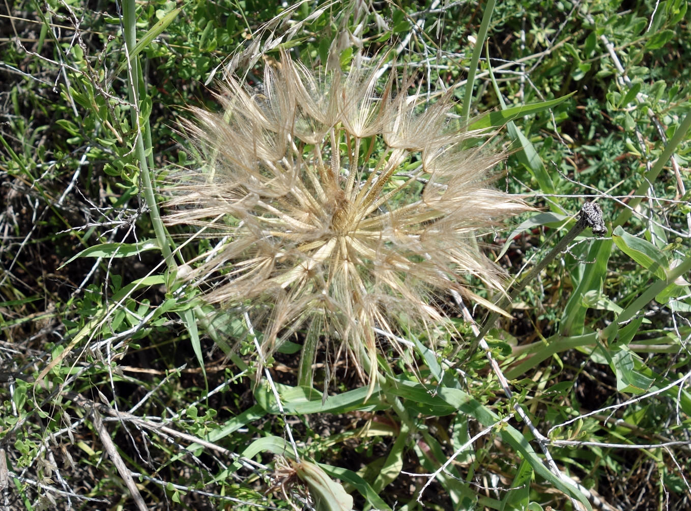 Image of genus Scorzonera specimen.