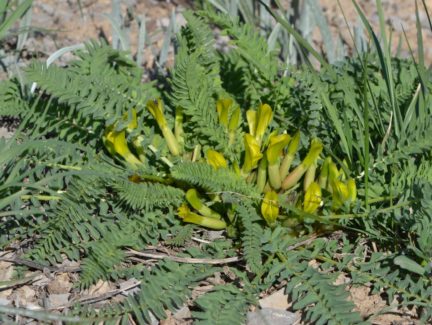 Image of Astragalus schanginianus specimen.