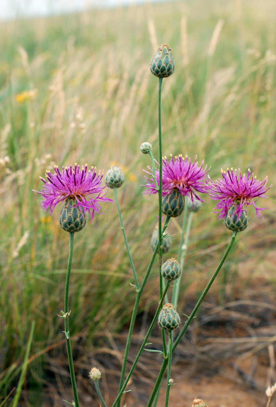 Image of Centaurea adpressa specimen.