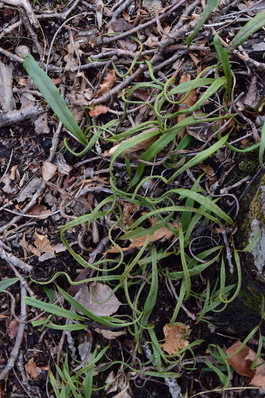 Image of Lepisorus ussuriensis specimen.