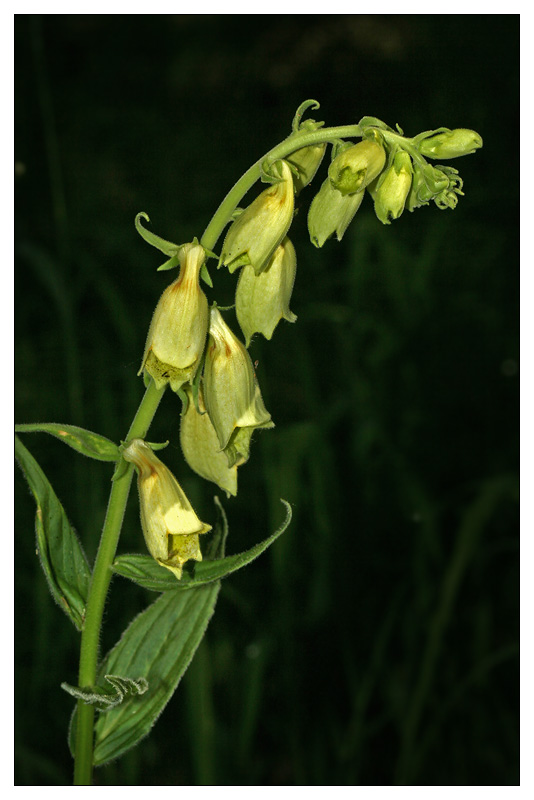 Image of Digitalis grandiflora specimen.