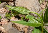 Vincetoxicum scandens. Верхушка расцветающего растения. Адыгея, Майкопский р-н, окр. пос. Хамышки, высокий обрывистый правый берег р. Киша, ≈ 700 м н.у.м., скалы. 30.04.2018.