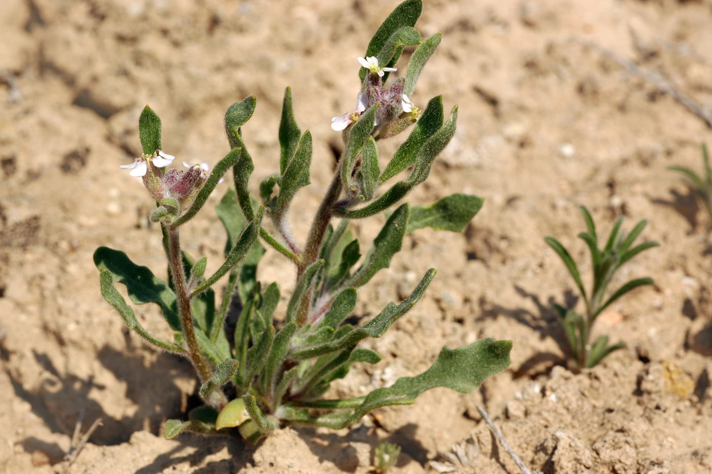 Image of Lachnoloma lehmannii specimen.