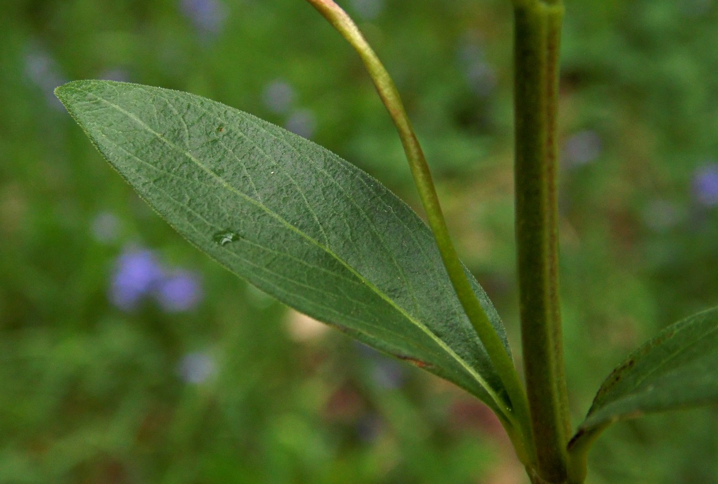 Image of Vinca herbacea specimen.