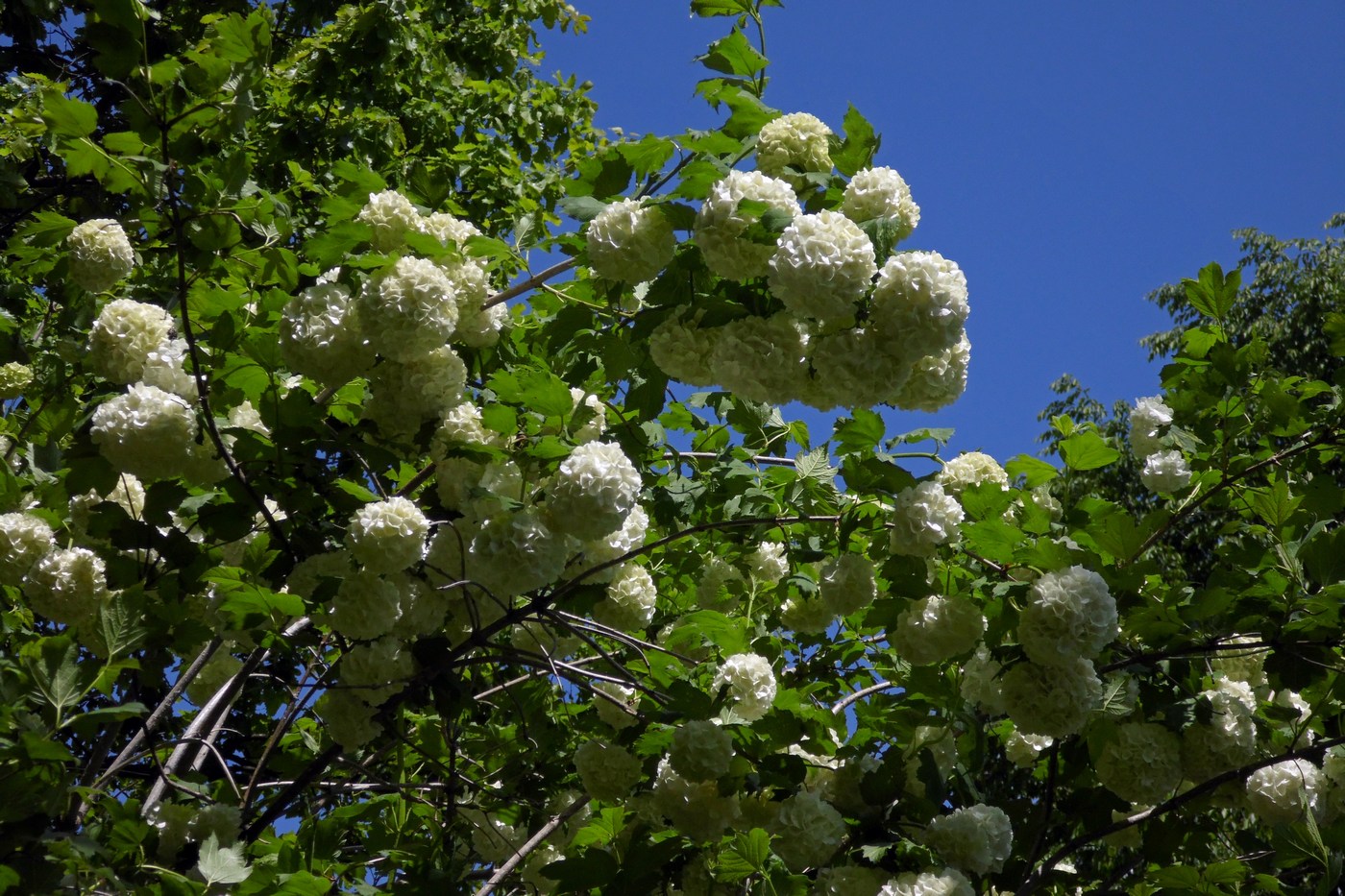 Image of Viburnum opulus f. roseum specimen.