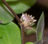 Callisia fragrans