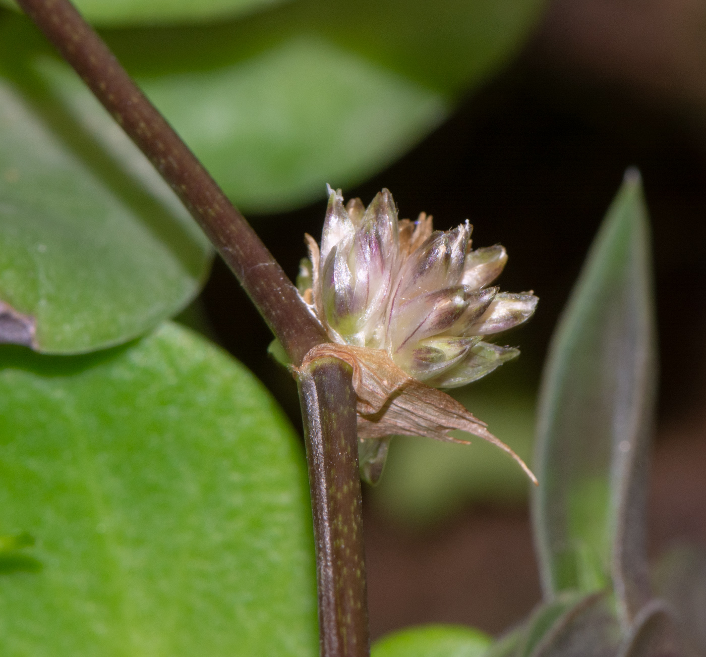 Image of Callisia fragrans specimen.