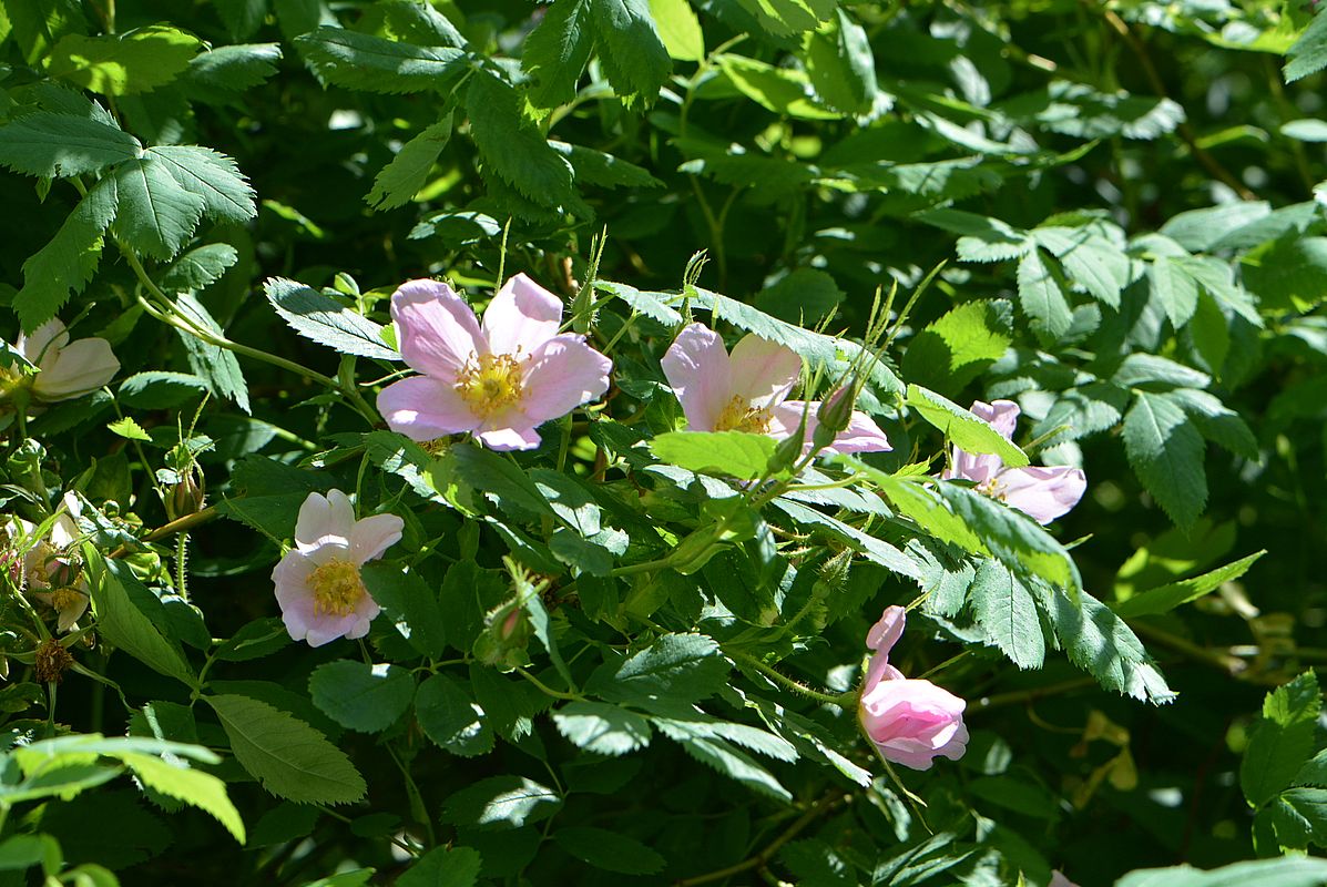 Image of Rosa cinnamomea specimen.