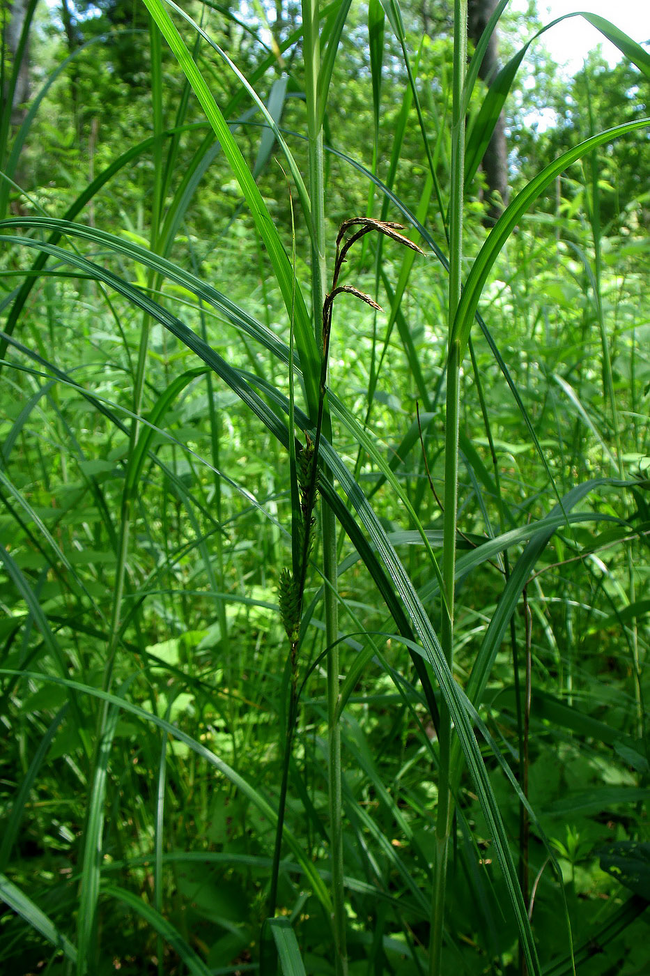 Изображение особи Carex atherodes.