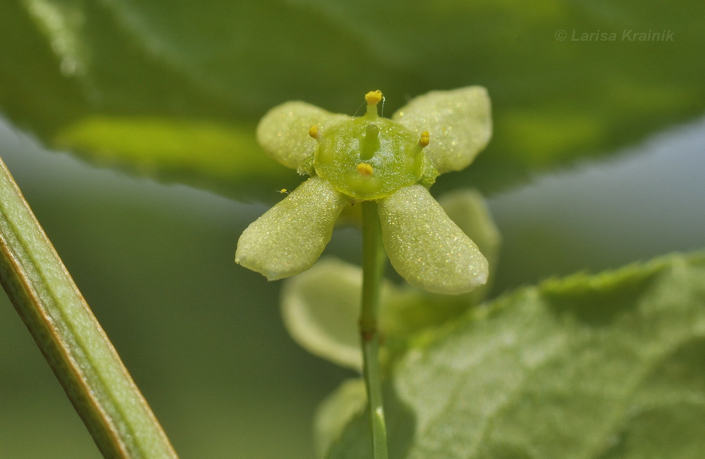 Image of Euonymus sacrosanctus specimen.