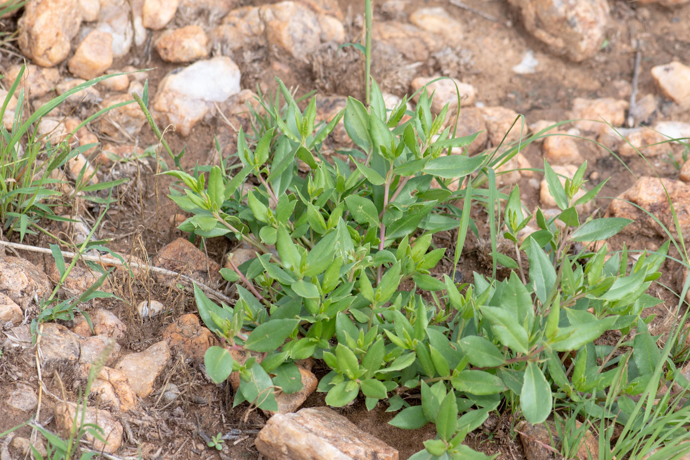 Image of Talinum caffrum specimen.