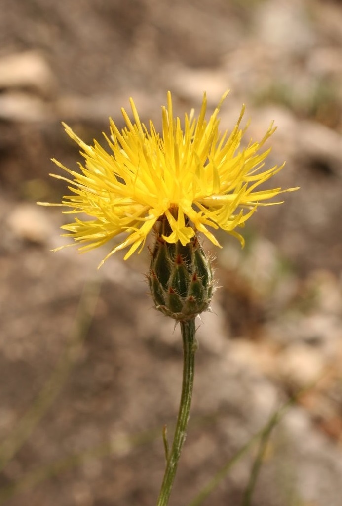 Изображение особи Centaurea finazzeri.
