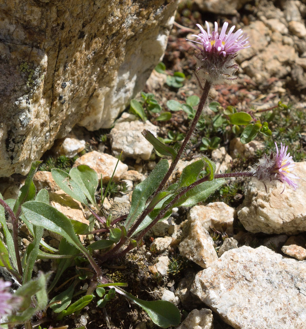 Image of Erigeron uniflorus specimen.