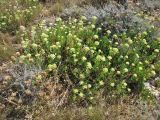 Crithmum maritimum