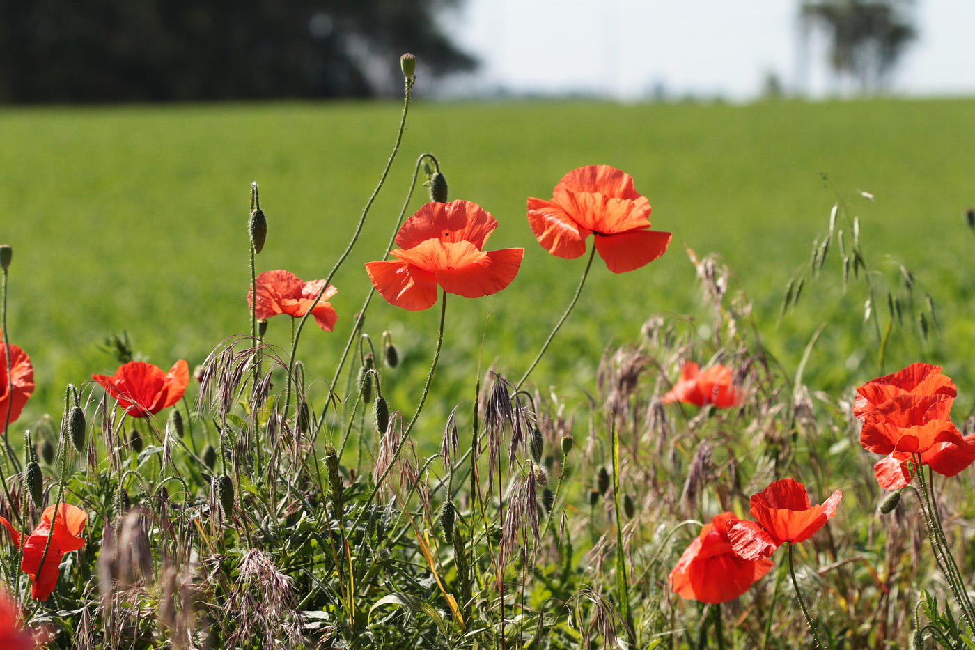 Image of Papaver rhoeas specimen.