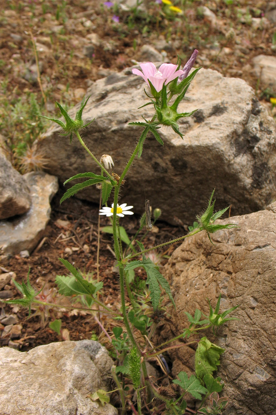 Image of Malva cretica specimen.