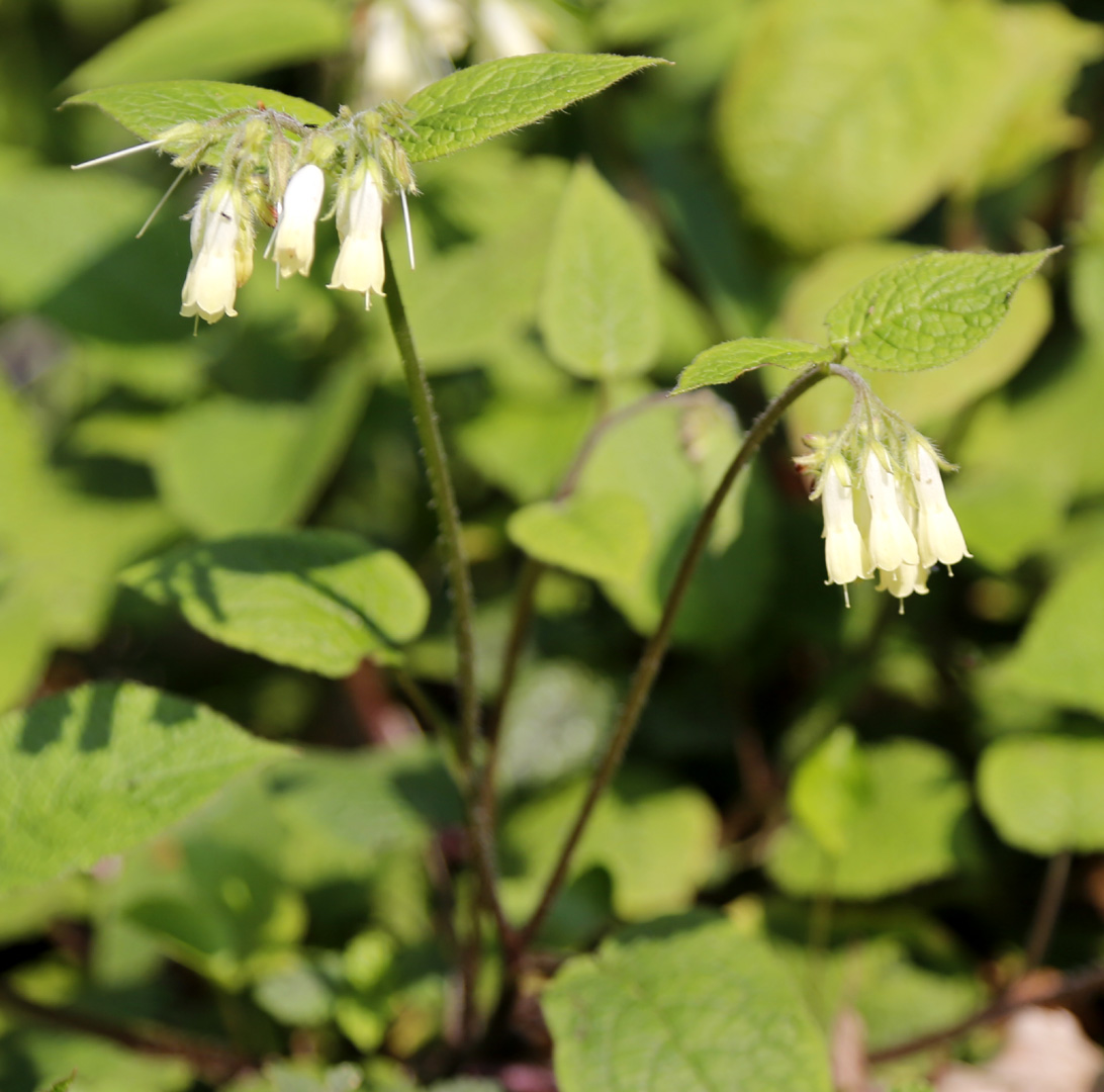 Изображение особи Symphytum tauricum.