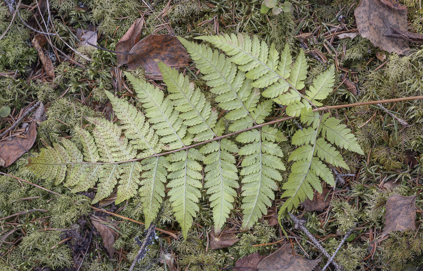 Изображение особи Dryopteris carthusiana.