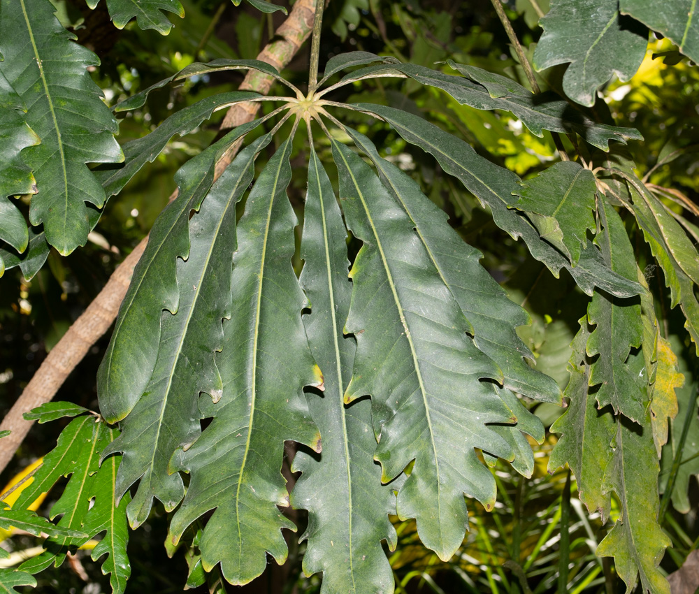 Image of Plerandra elegantissima specimen.