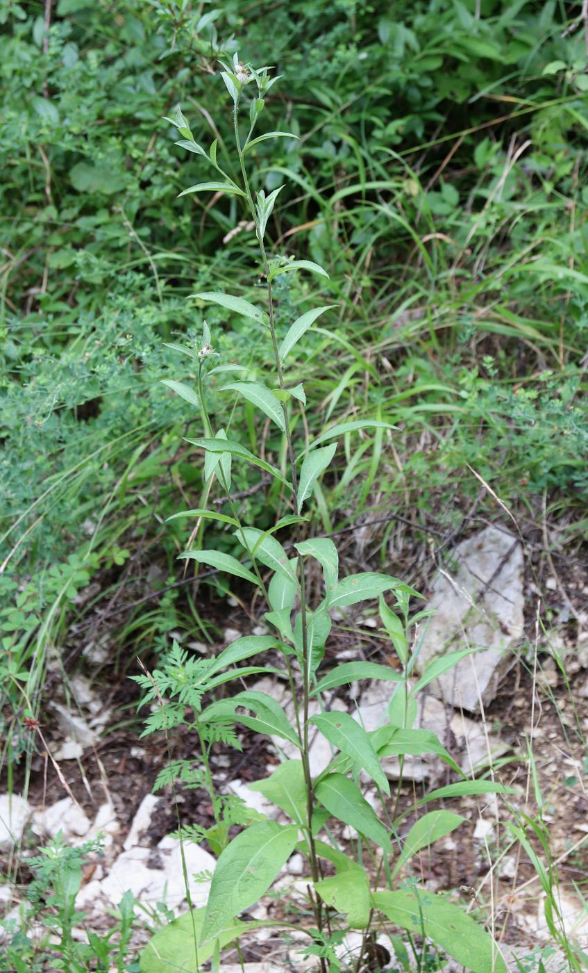 Image of Centaurea salicifolia specimen.