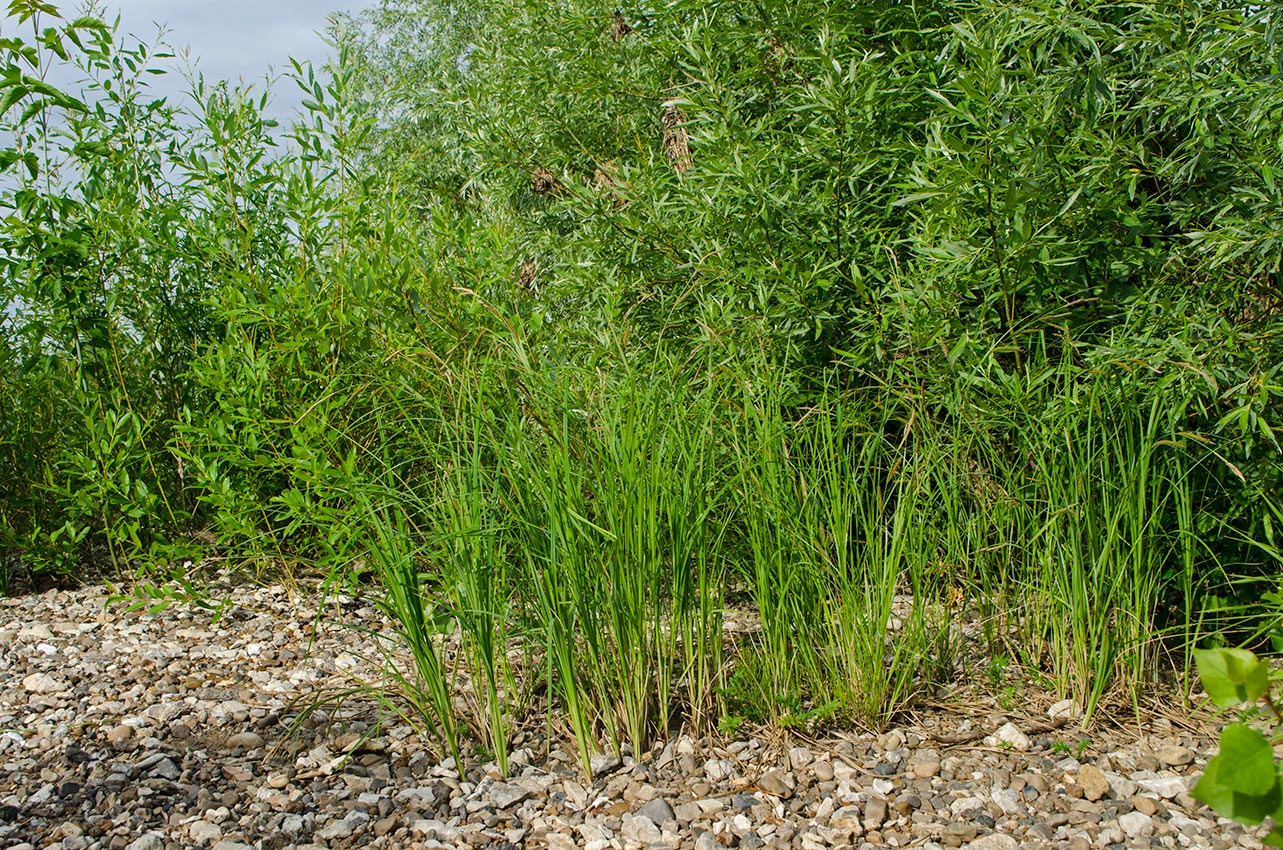 Image of Carex acuta specimen.