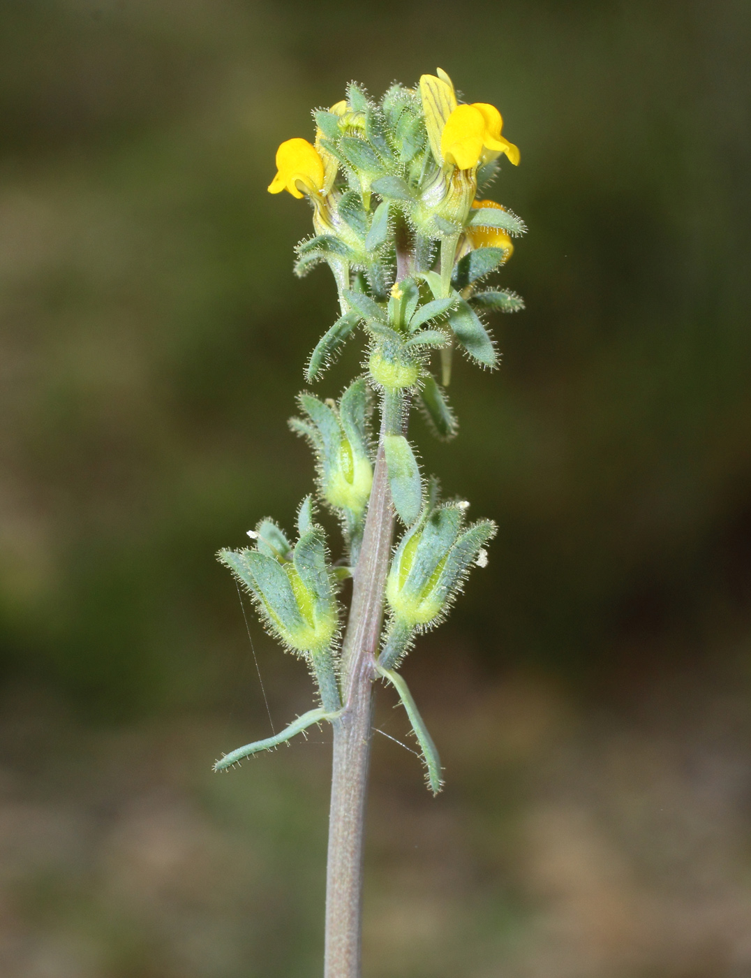 Изображение особи Linaria simplex.