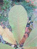Смотреть изображение Magnolia officinalis разновидность biloba