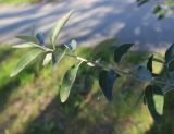 Elaeagnus angustifolia