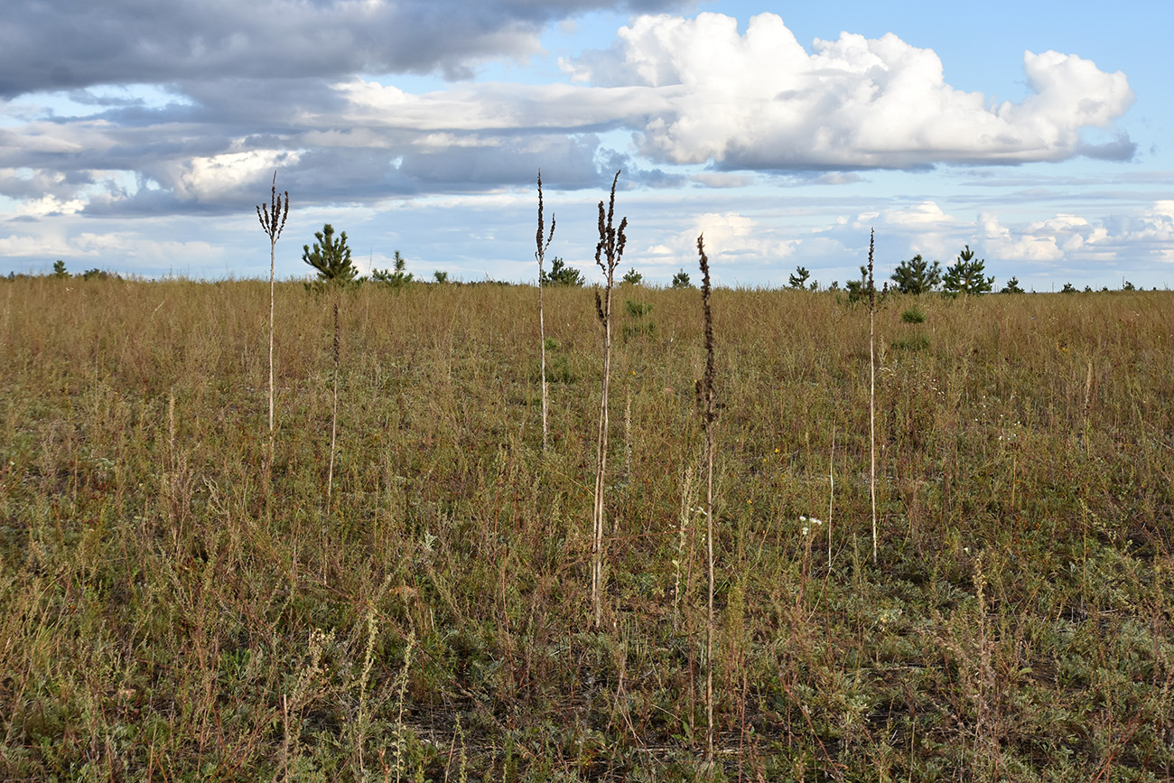 Image of Verbascum thapsus specimen.