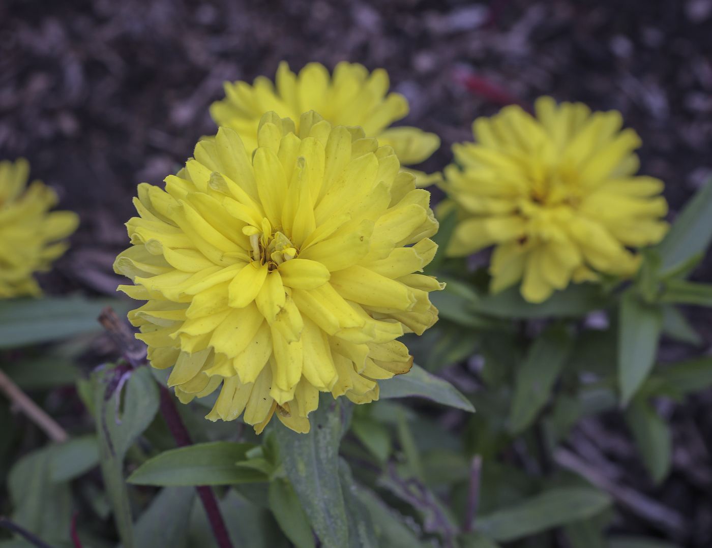 Image of Zinnia marylandica specimen.