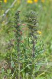 Echium russicum. Цветущее растение. Республика Северная Осетия-Алания, Ирафский р-н, Большой Кавказ, восточный склон хр. Стурфарс, у тропы подъёма на пер. Дунта, ≈ 2160 м н.у.м., субальпийский луг. 06.07.2021.