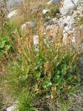 Oxyria digyna. Плодоносящее растение на олуговелом склоне у ручья. Норвегия, Ulvik, Finse, выс. 1222 м н.у.м., горная тундра. 14.09.2010.
