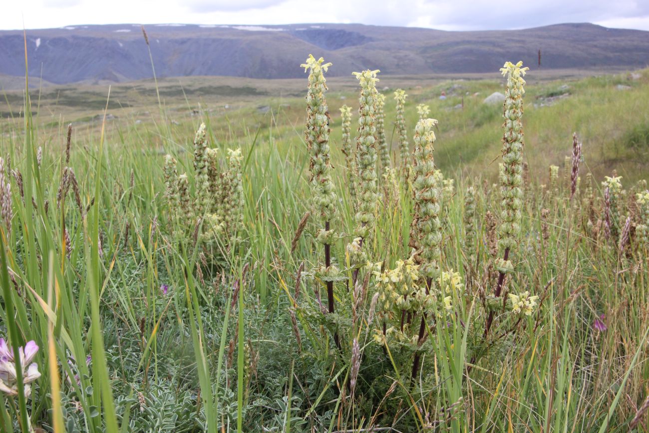 Image of genus Pedicularis specimen.