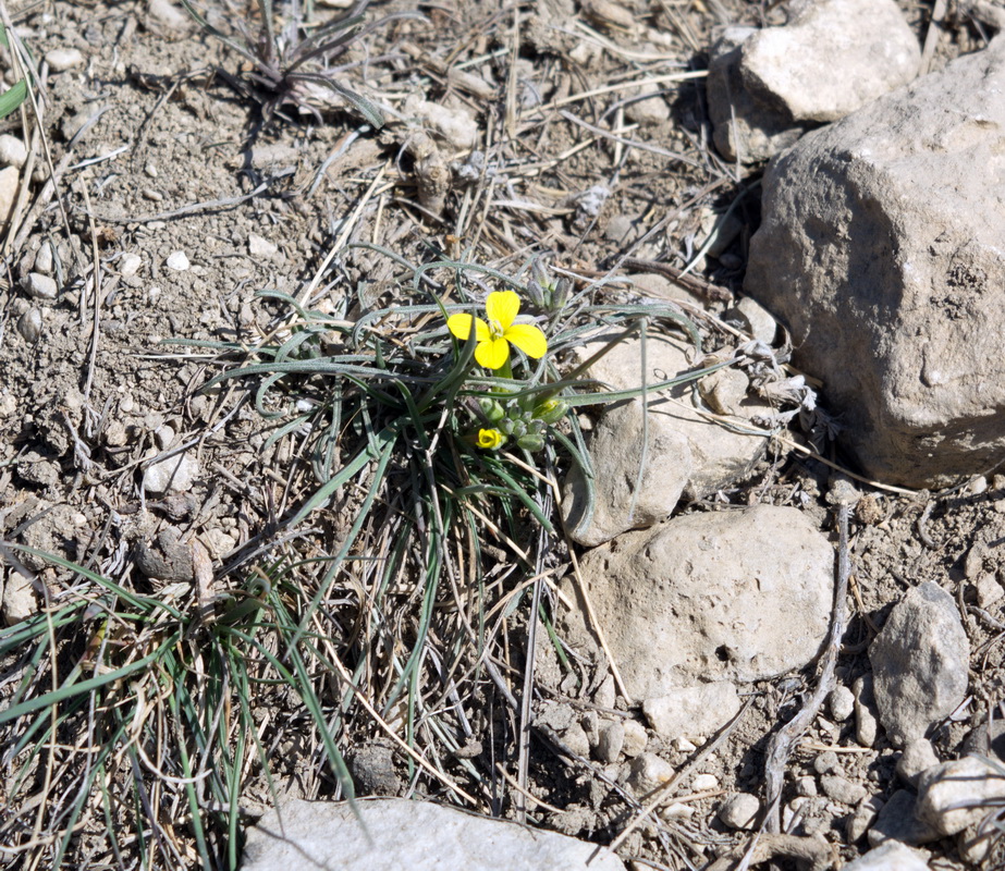 Изображение особи Erysimum substrigosum.