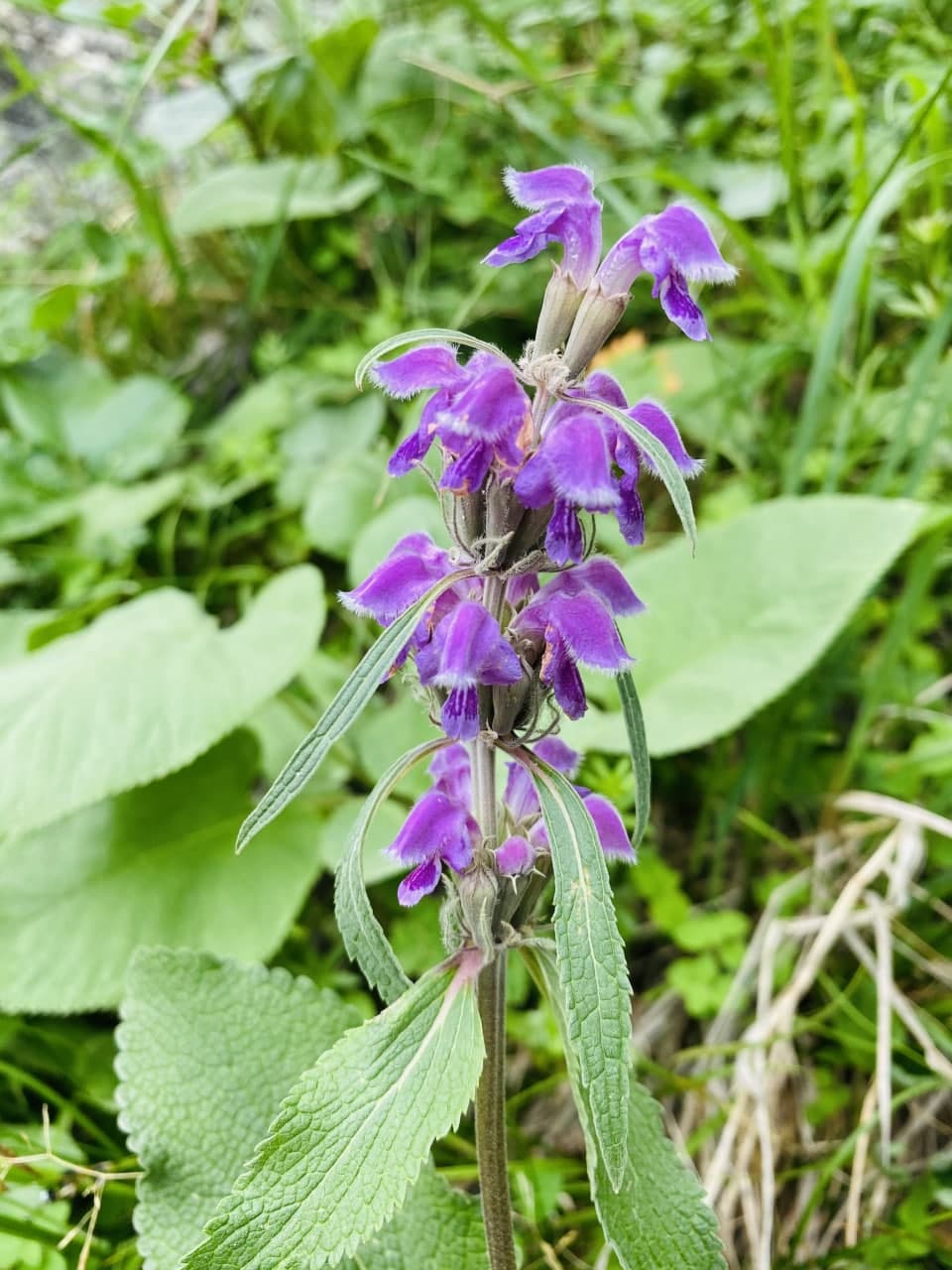 Изображение особи Phlomoides oreophila.