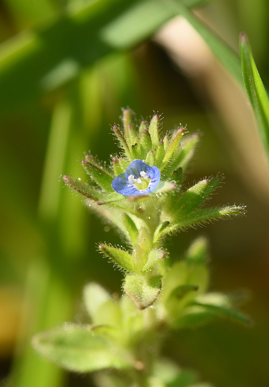 Изображение особи Veronica arvensis.