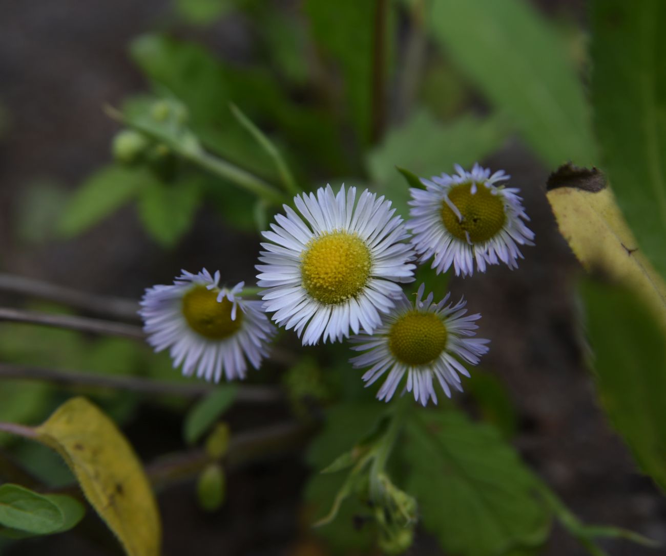 Image of Erigeron annuus specimen.