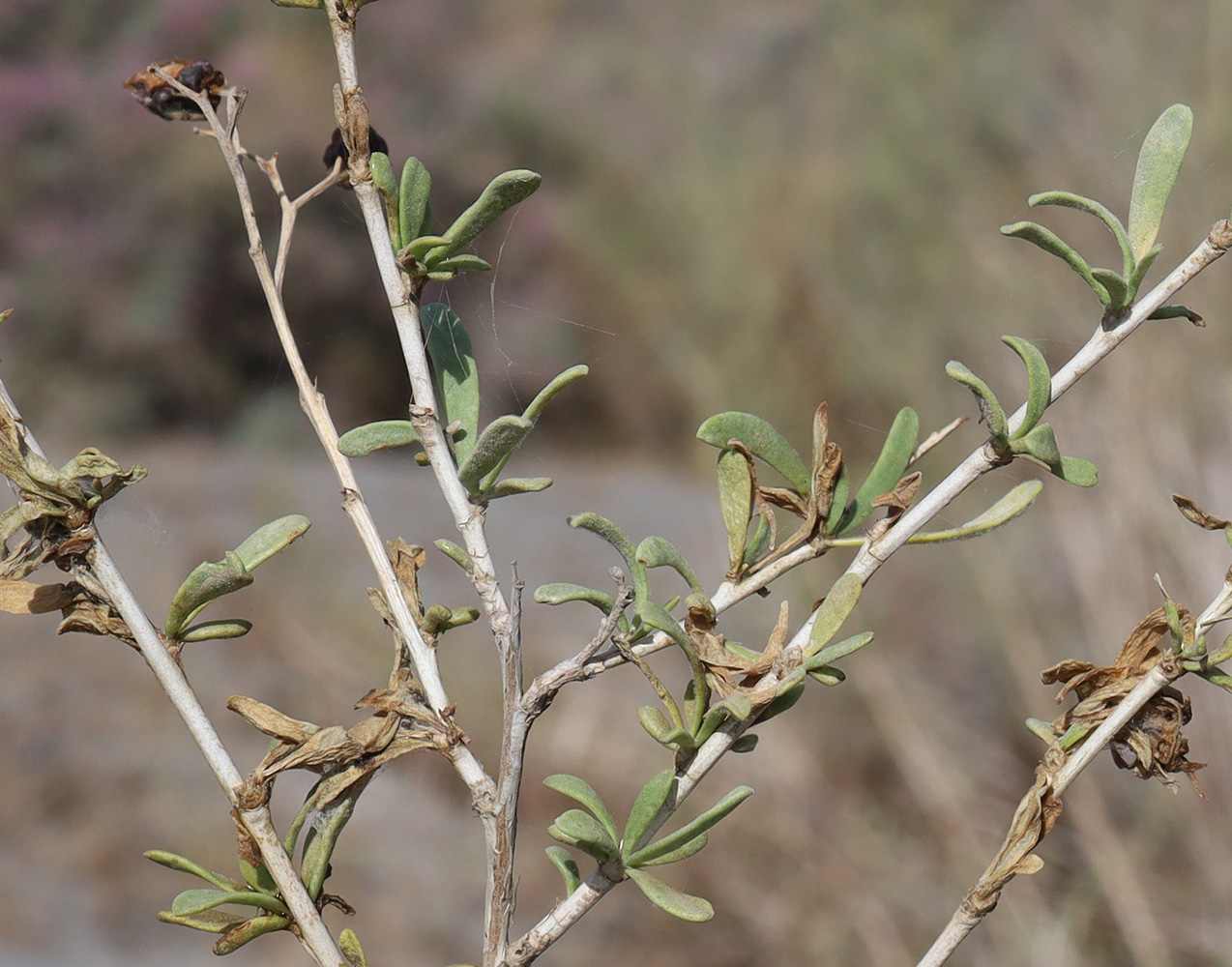 Image of Nitraria schoberi specimen.