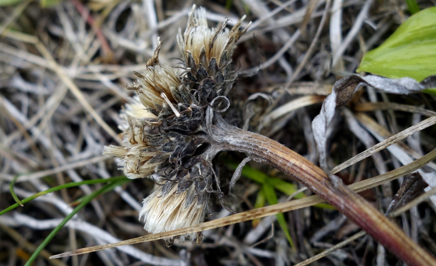 Image of Saussurea pseudotilesii specimen.